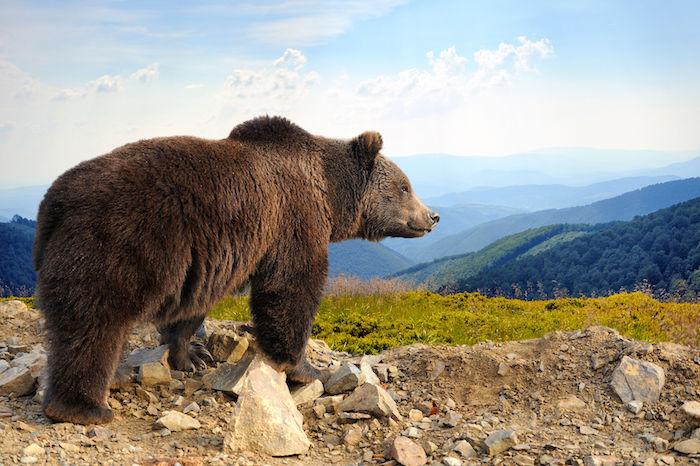 The Meaning of the Brown Bear in Shamanism