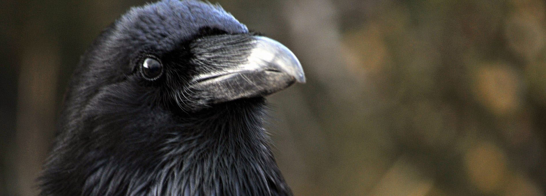 The Raven