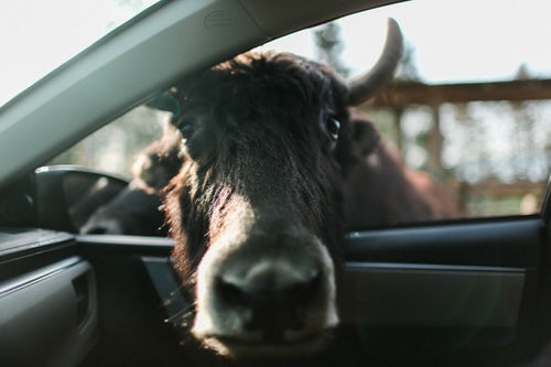 Bull and Ox Spirit Animals
