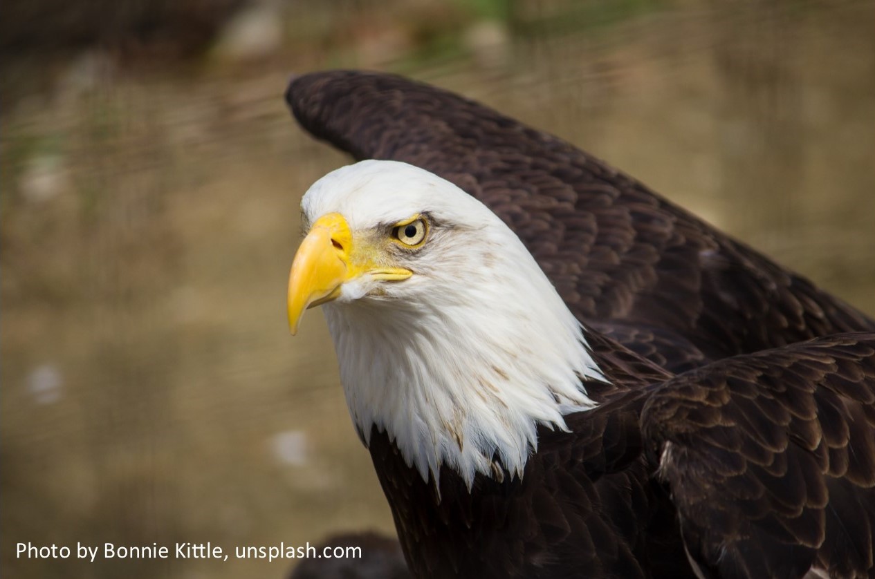 Eagle