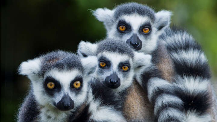 The Lemur: Sociable and Playful
