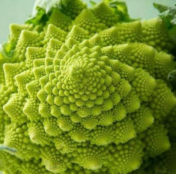 Broccoli Romanesco Geometry