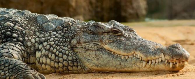The Alligator: As a Spirit Animal…Not so Scary