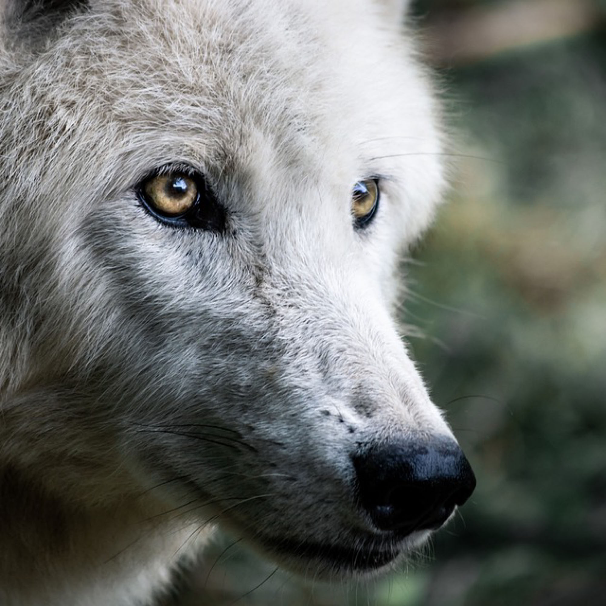 Wolf as a Spirit Animal - Astral Whispers - Guidance & Healing